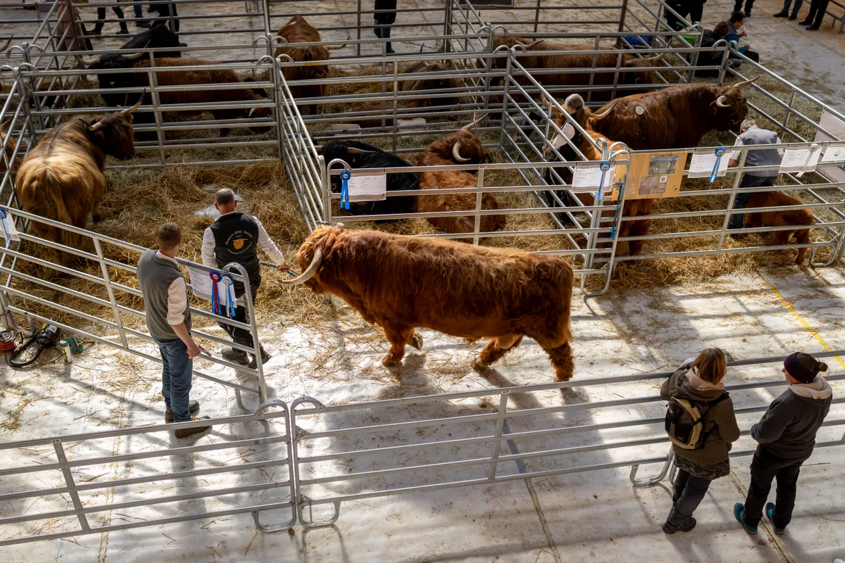 Man sieht, wie ein Highland Cattle in seine Box zurückgeführt wird.